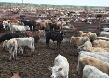 Unión Ganadera enemiga de productores