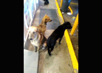 Alertan contra plaga de agresivos perros callejeros