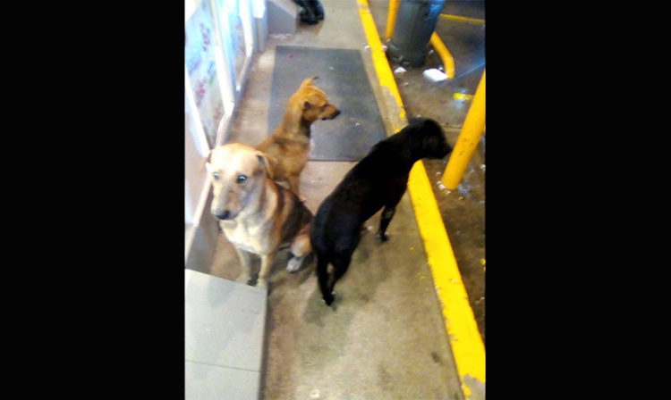 Alertan contra plaga de agresivos perros callejeros