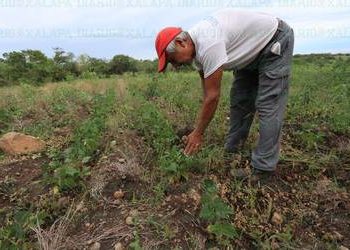 Producción de maíz en riesgo