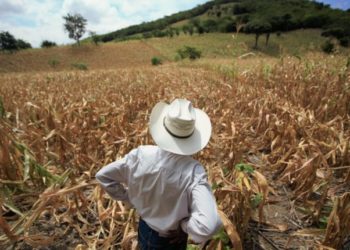 Comienzan a languidecer cultivos de sorgo por falta de agua