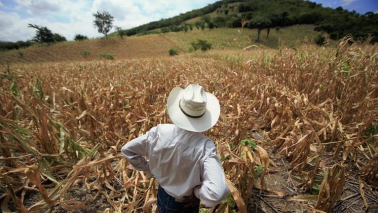 Comienzan a languidecer cultivos de sorgo por falta de agua
