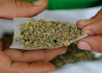 Podrían legalizar marihuana en Tamaulipas