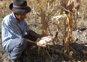 En riesgo 30 mil hectáreas de sorgo