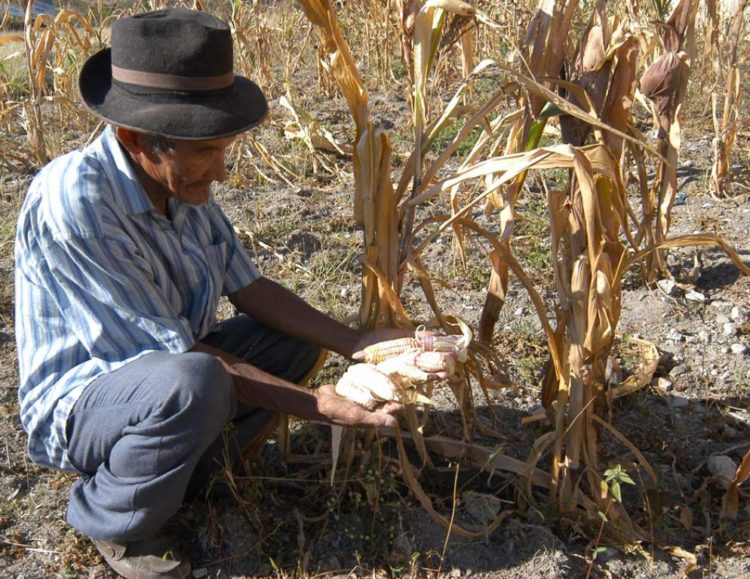 En riesgo 30 mil hectáreas de sorgo
