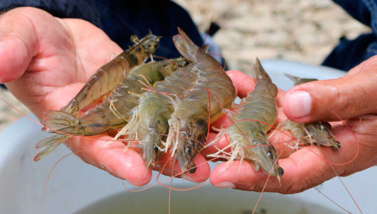 China detecta coronavirus en camarones
