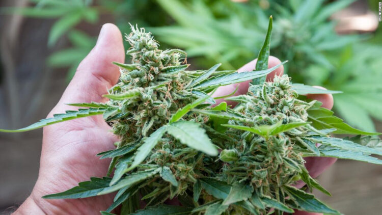 Siembran marihuana en San Lázaro y DESAPARECE