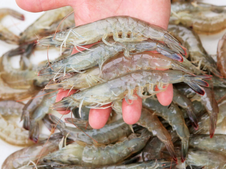 EU prohíbe importación de camarón mexicano, desde hoy