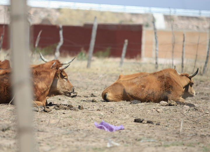 Se acaba el agua; agricultura y ganadería al borde del colapso