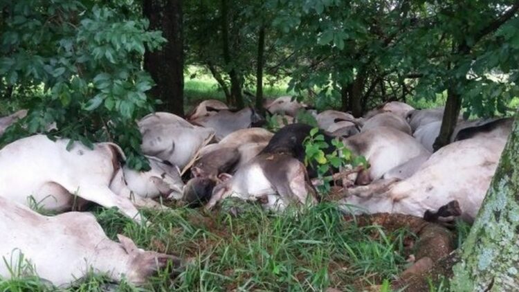 Reportan muerte de cientos de vacas por grave sequía