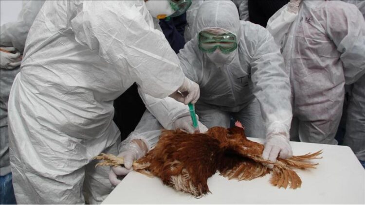 Alerta por nueva gripe aviar H10N3 en humanos; primer caso se registra en China