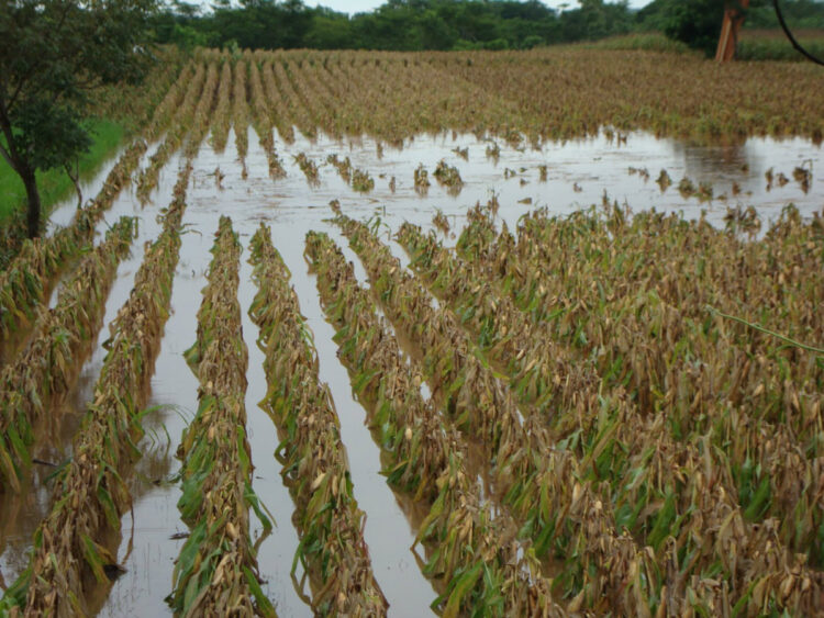Exceso de humedad  «echa a perder » mucho sorgo