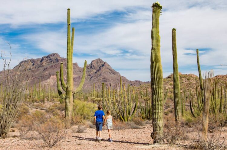 Niño de 3 años se pierde en desierto de Arizona