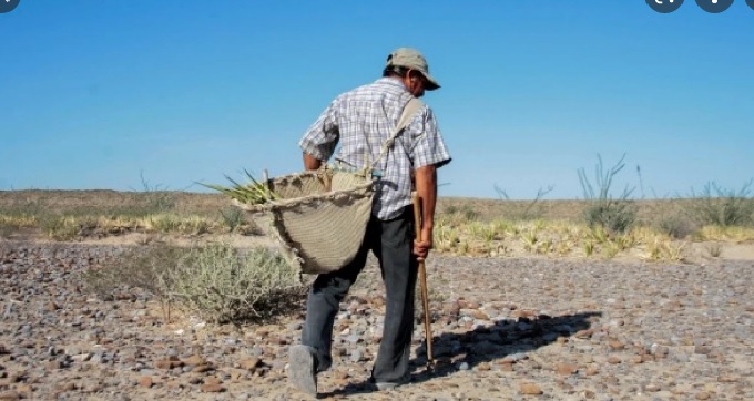 Un total de 50 mil hectáreas se han dejado de sembrar; no hay créditos