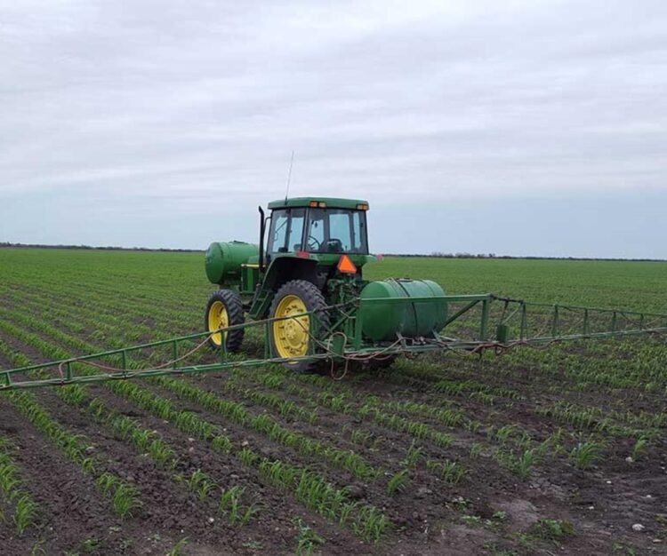 Siembras de sorgo al 80 por ciento, a unos días del cierre de la fecha autorizada