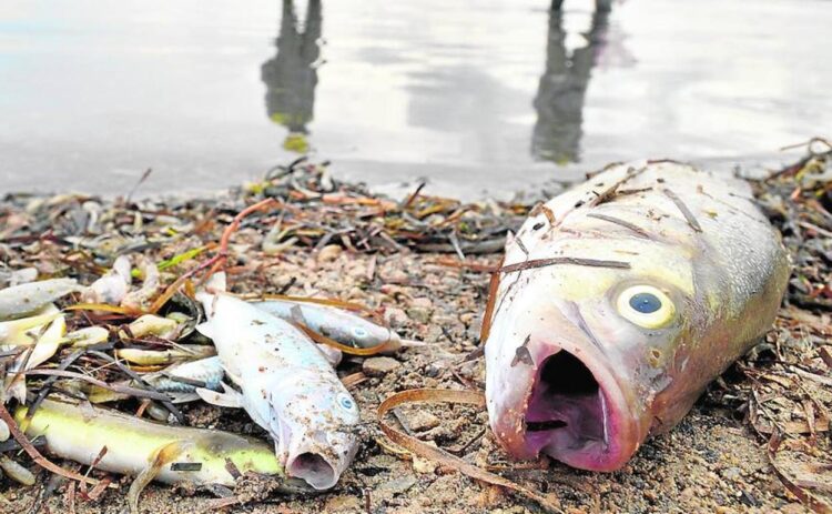 Autoridades federales investigan sobre contaminación del río “Conchos”