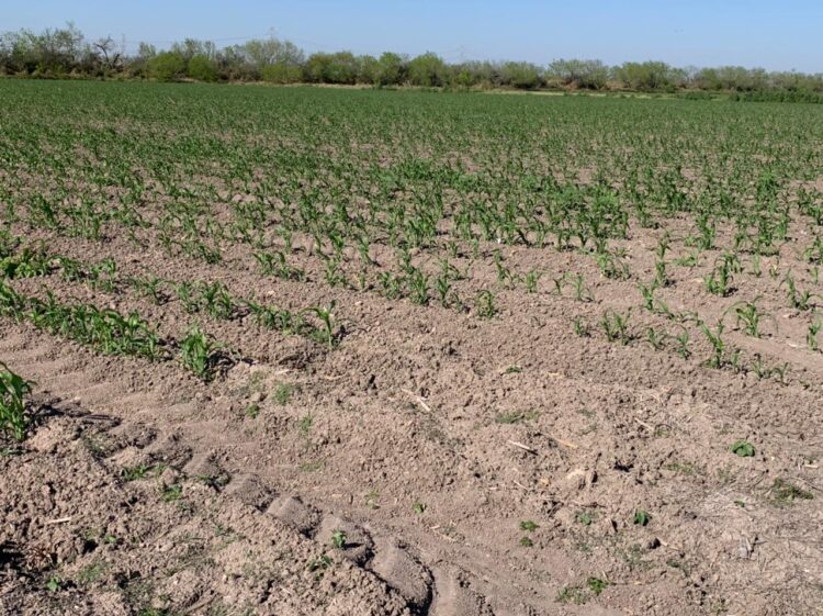 Agonizan cultivos de sorgo por falta de humedad