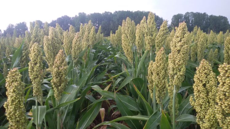 Lluvias son benéficas para sembradíos de sorgo: productores