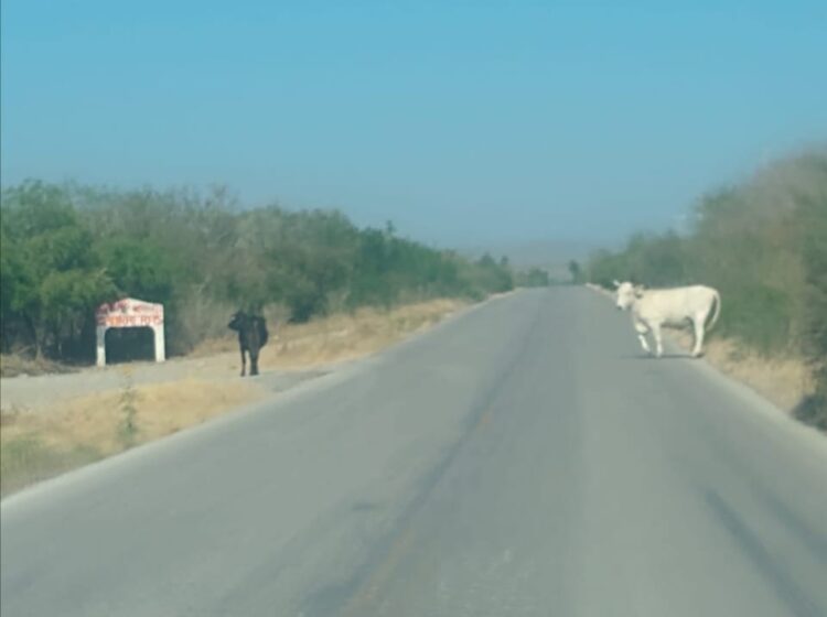 Constante peligro con ganado suelto en carreteras de la región