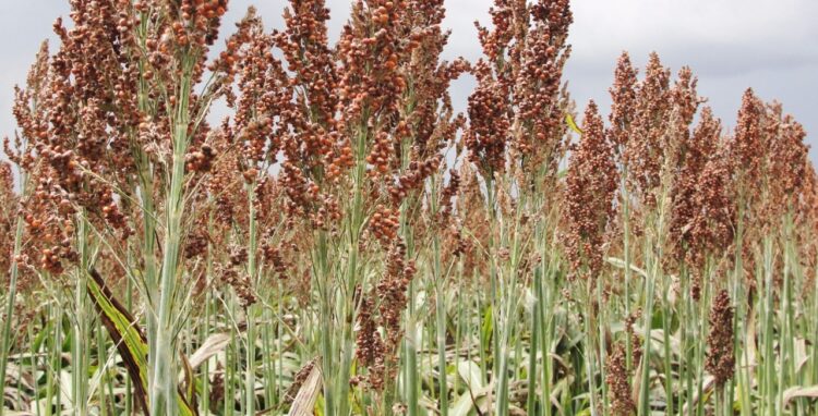 Se intensifican trillas se sorgo en la región de San Fernando