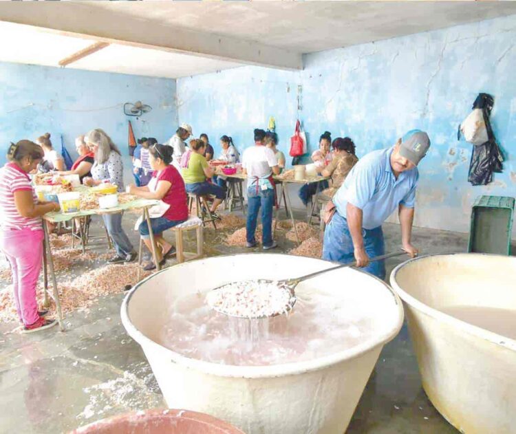 En unas horas inicia veda de camarón en la laguna madre