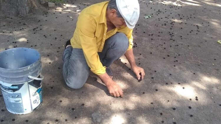 Crisis de mano de obra en San Fernando y cientos se quejan de falta de trabajo
