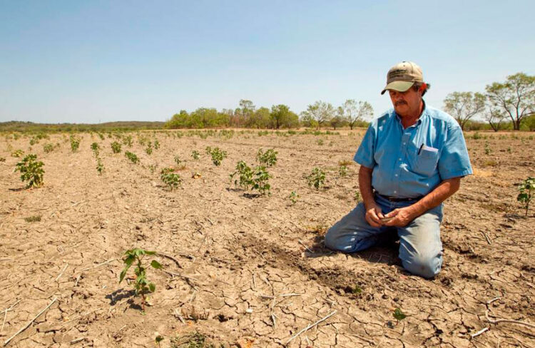 En San Fernando será muy baja la producción de sorgo