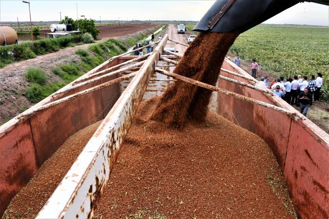 Entre 6 mil 500 y 7 mil pesos la tonelada se sorgo… menos los descuentos
