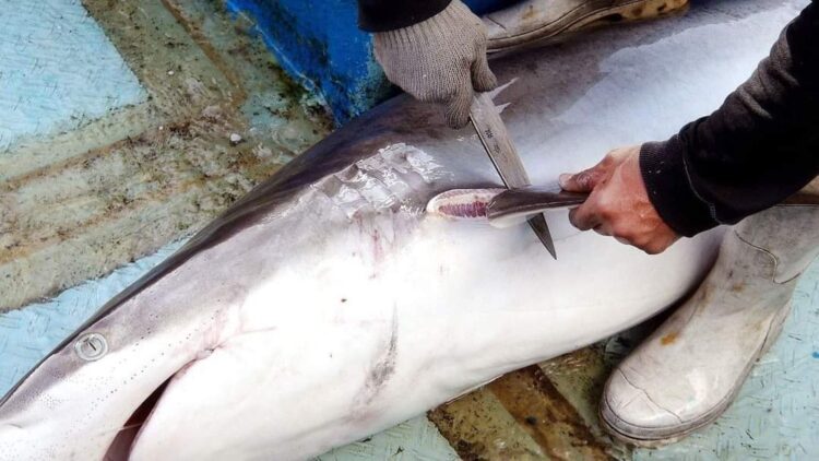 Respiro para pescadores… mañana termina veda de tiburón en el Golfo de México