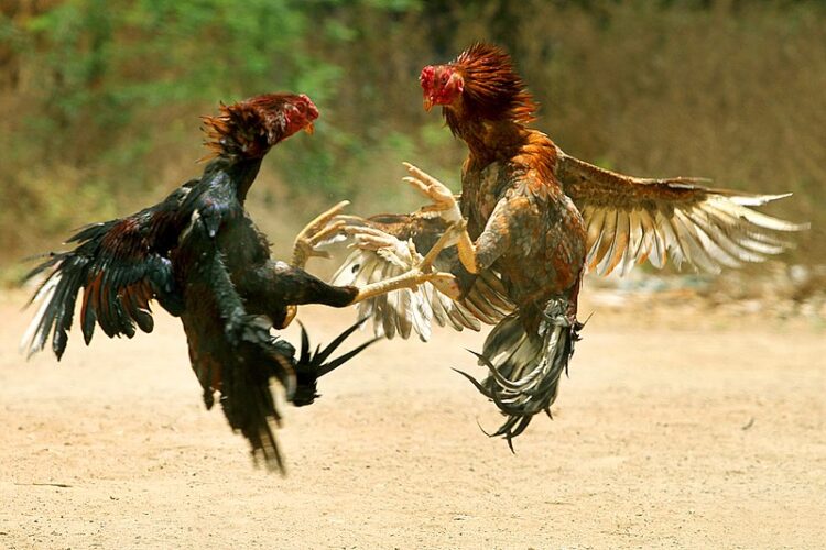 Rebotan intento de declarar pelas de gallos como patrimonio cultural