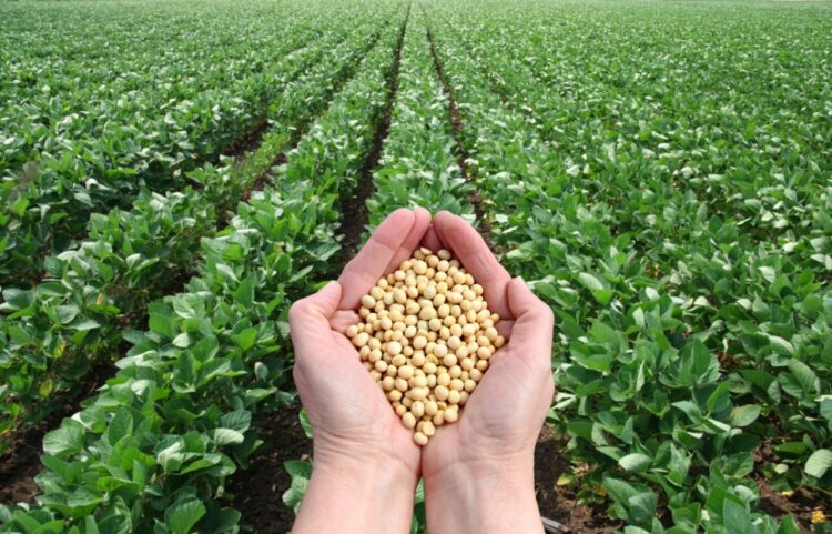 El frijol soya es una alternativa para diversificar cultivos en la región