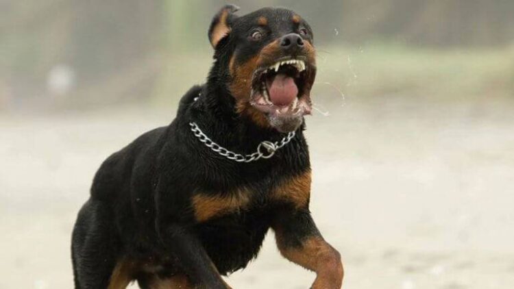 Calor los pone furiosos, reportan cientos de ataques de perros a personas