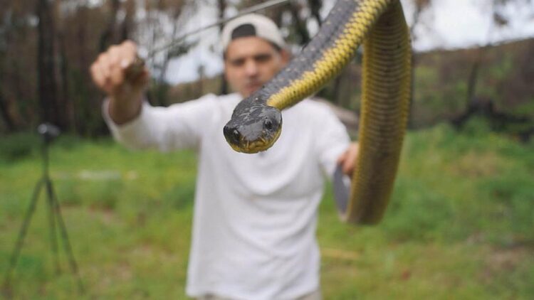 Altas temperaturas de “la canícula” sacan de sus madrigueras a reptiles venenosos