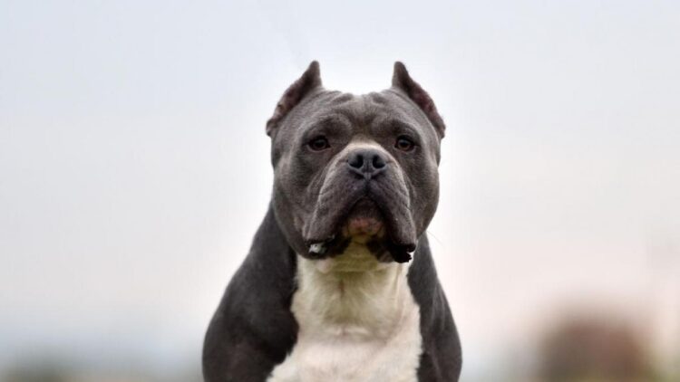 Ameritan sanciones dueños de perros que son agresivos