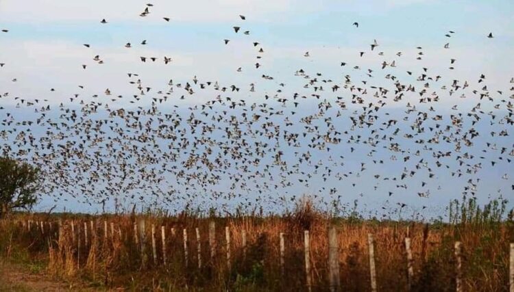 Comienzan a llegar cazadores de palomas “Alas Blancas” a San Fernando