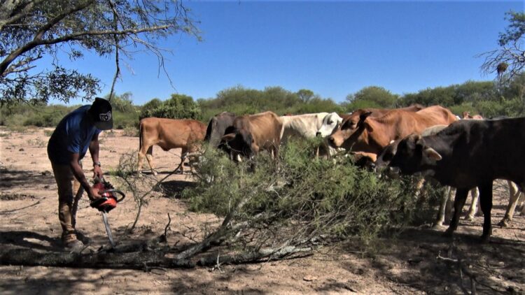 Lluvias terminarán pronto con la temporada de “vacas flacas”