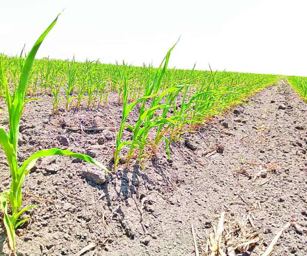 Piden productores del campo a diputados federales dar la cara por ellos