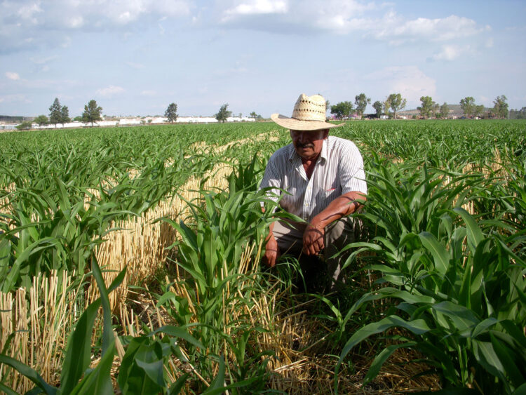 Más de 284 MDP destina 4T al campo de Tamaulipas; hay miles de beneficiarios