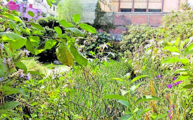 Cuesta cara limpieza de los terrenos urbanos llenos de monte