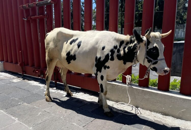 No pueden impedir que las vacas tomen a la ciudad como una pradera