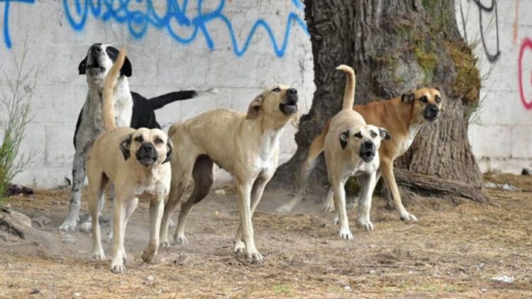 Peligra la población por agresividad de los perros