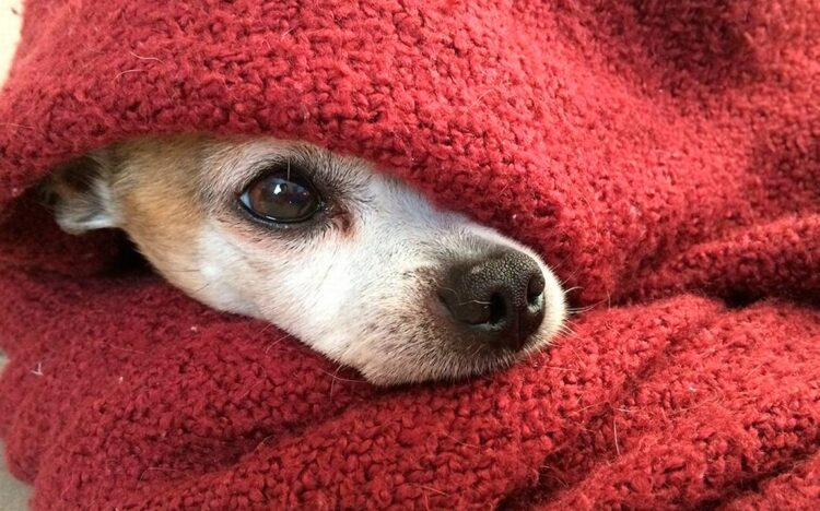 ¿Quiere a su mascota?… cuídela, por el invierno extremoso que se avecina
