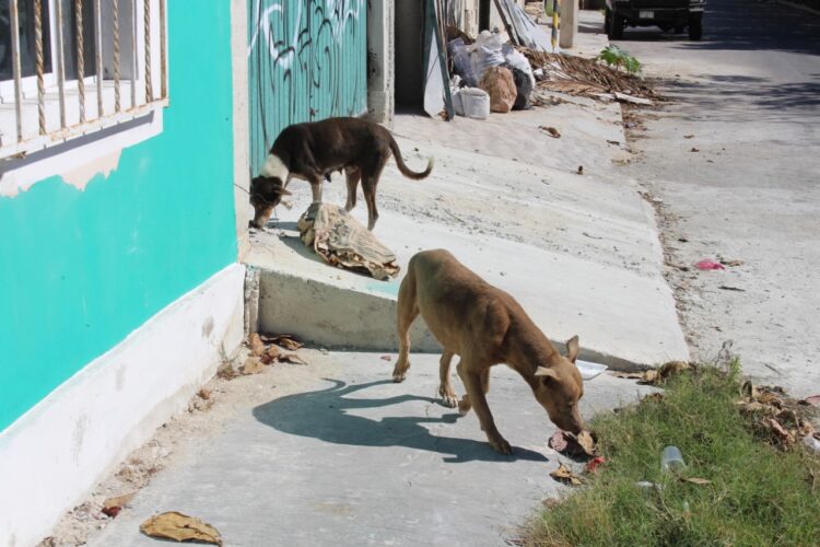 Perros callejeros en busca de comida, esparcen basura en las calles