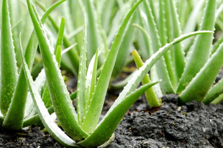 Productores de sábila de San Fernando no encuentran mercado para sus cosechas