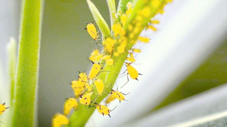 Agricultores utilizan insectos beneficios para combatir plaga en el sorgo