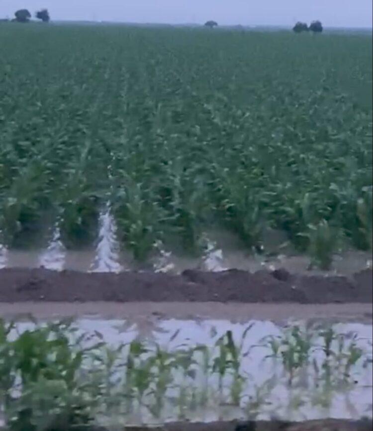 Generosas lluvias alimentan esperanza de una excelente cosecha de sorgo en San Fernando