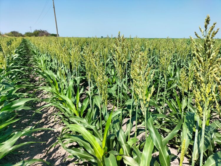 Plagas se hacen presentes en los cultivos de sorgo, amenazando la producción