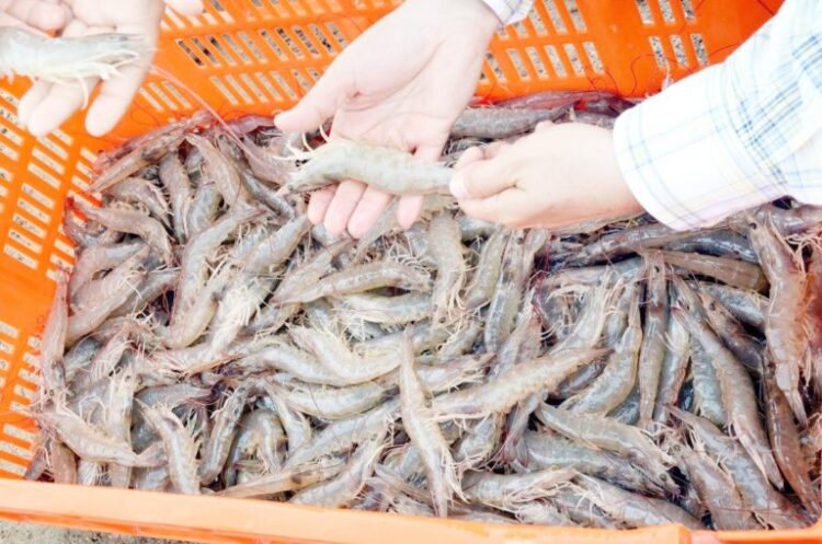 En plena cuaresma escasean camarones de la laguna madre en San Fernando