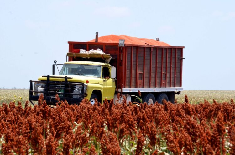 La cosecha de sorgo puede ser muy buena… pero ¿ganarán más los coyotes?