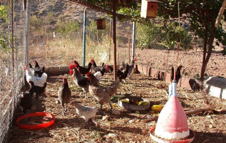 Existen alternativas para mejorar economía de las familias del campo
